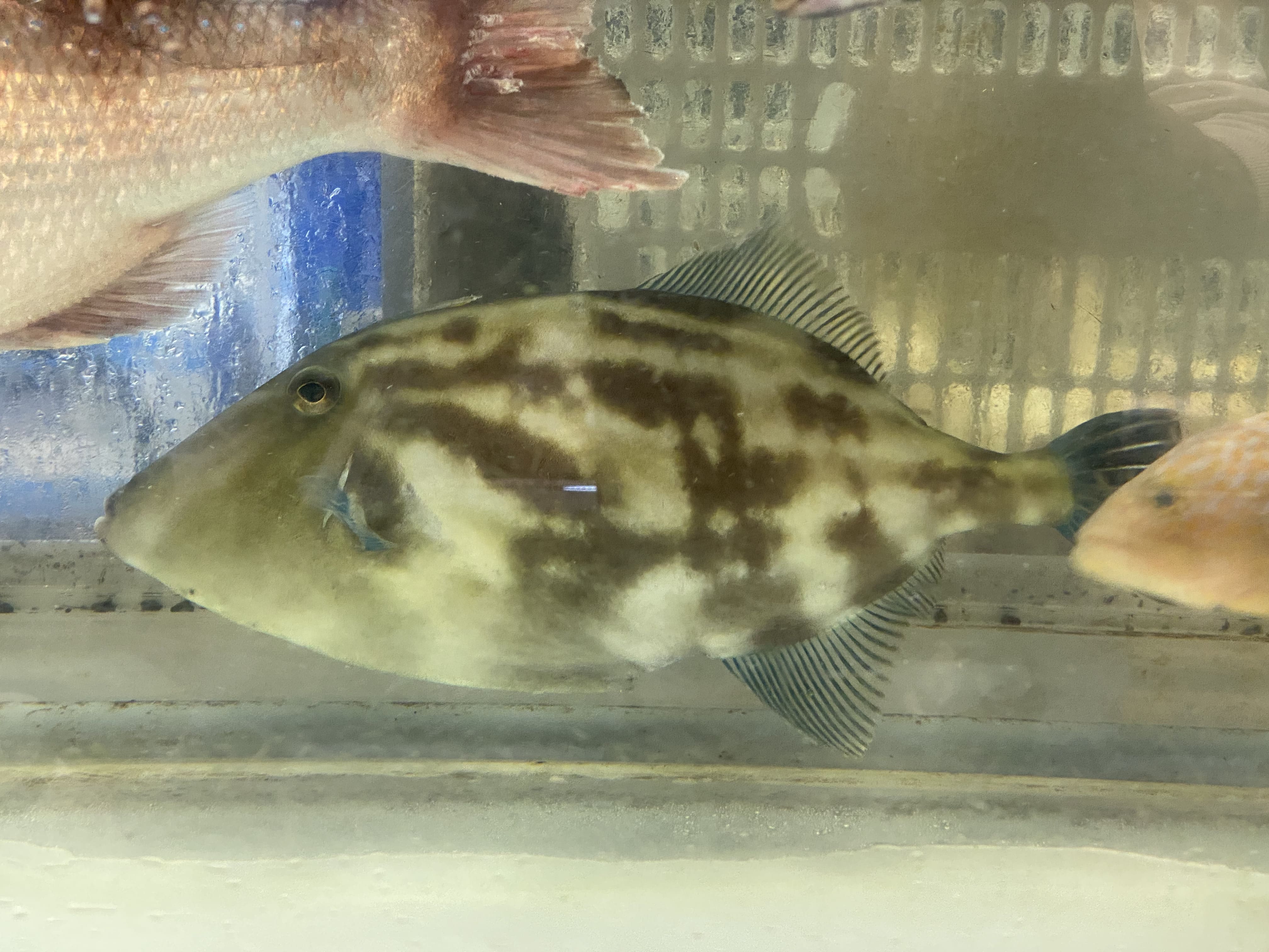 有限会社 樋口厨房